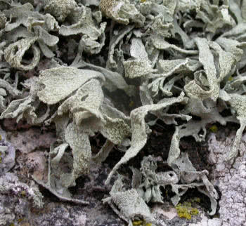 Ramalina polymorpha